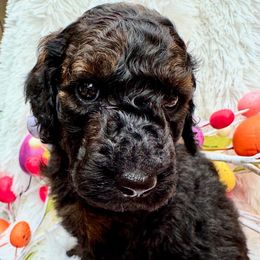 Gumdrop - Black Bernedoodle puppy in San Antonio, Texas from Chocolate Pet Connection
