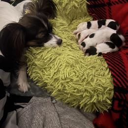 Papillon Puppies from ANTON KOTLJAROV