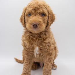 Nutter Butter - Black Collar - Red male Bernedoodle puppy in Lehi, Utah from Our Little Farm Life Doodles