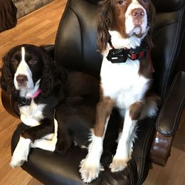 English Springer Spaniel, Poodle, and Springerdoodle Puppies from SpringerDoodles at the Beach
