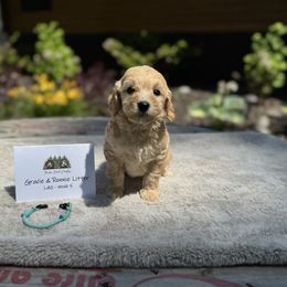 Teal Collar Girl - Apricot female Goldendoodle puppy in Bigfork, Minnesota from Timber Rock Doodles