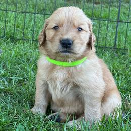 Fern (Lime) - Golden female Golden Retriever puppy in Franklin, West Virginia from Wildmour K9