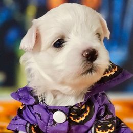 Forest Blue 3 - White and buff male Bichon Frise puppy in Lavon, Texas from Sissy’s Heavenly Paws