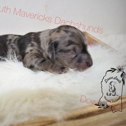 Black dapple girl - Dapple female Dachshund puppy in Seminary, Mississippi from Down South Mavericks Dachshunds