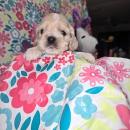 Puppy 5 - Silver female Cocker Spaniel puppy in Gainesville, Florida from Lady's Cocker Spaniels