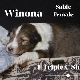 Winona - Sable and white female Shetland Sheepdog puppy in Gladbrook, Iowa from T Triple C Shelties