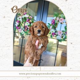 Onyx - Red  male Goldendoodle puppy in Bell Buckle, Tennessee from Precious Puptown Doodles