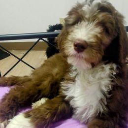 Lupin - Brown and white Sheepadoodle puppy in Austin, Texas from Darling Doodles