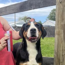 Greater Swiss Mountain Dogs from Snow Drift Swissy's
