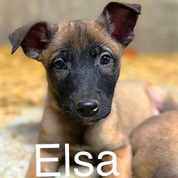 Elsa - Fawn female Belgian Malinois puppy in Linwood, Michigan from Gillis Malinois LLC