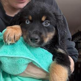 Cobra - Black tri male Miniature Australian Shepherd puppy in Bohemia, New York from Wiggle Bum Ranch