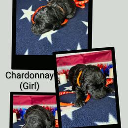 Chardonnay - Black female Goldendoodle puppy in Water Valley, Mississippi from Olympian Doodles