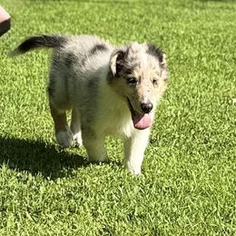 King - Blue merle white and tan male Collie puppy in Plato, Minnesota from Minnesota Collies