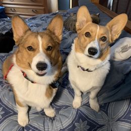 Pembroke Welsh Corgis from Country Crack-Ups