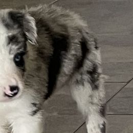 Border Collies from Spot On Border Collies