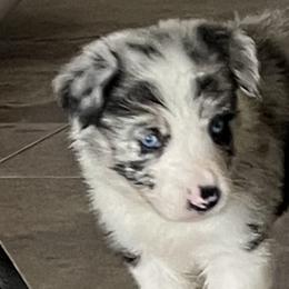 Border Collies from Spot On Border Collies
