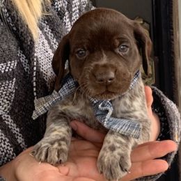 German Shorthaired Pointers from Scarlet's German Shorthaired Pointers