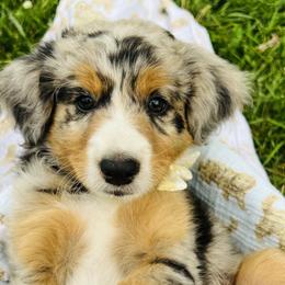 Aussiedoodle, Australian Mountain Doodle, Bernedoodle, and Poodle Puppies from Pear Tree Pups