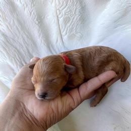 Girl 1 - Apricot female Poodle puppy in Okc, Oklahoma from Designer Poos By Diva