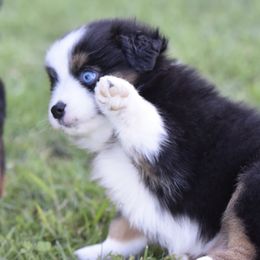 Miniature American Shepherd, Miniature Australian Shepherd, and Toy Australian Shepherd Puppies from Shooting Stars Ranch Toy and Mini Aussies