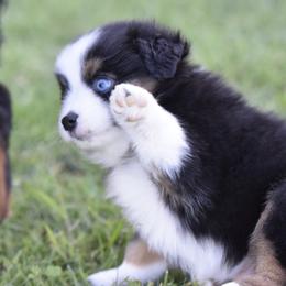 Miniature American Shepherd, Miniature Australian Shepherd, and Toy Australian Shepherd Puppies from Shooting Stars Ranch Toy and Mini Aussies