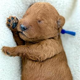 Blue collar - Red  male Goldendoodle puppy in Monrovia, California from Fancy Paws Inc
