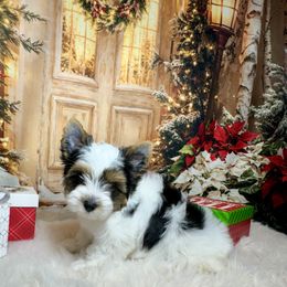 Todd 3000 AKC - Black tan and white male Biewer Terrier puppy in Nicholls, Georgia from Southeast Biewers