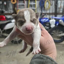 Klaus - Red and white male Siberian Husky puppy in Bingham, Illinois from Siberian Instincts Kennel