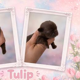 Tulip - Liver female Shih Tzu puppy in Connersville, Indiana from Royal Blossom Shihtzus