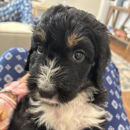 Bernedoodle Puppies from Paws of the Vineyard