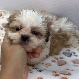 SB - Black gold and white female Shih Tzu puppy in Middleborough, Massachusetts from Shih Tzu Pups