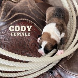 "April 2022 Litter" Pembroke Welsh Corgi Puppies from Rocking Ridge Ranch