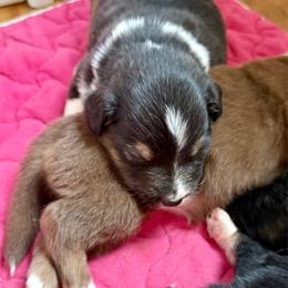 Cozy - Black tri female Miniature Australian Shepherd puppy in Gatesville, Texas from Southern Promise Aussie’s