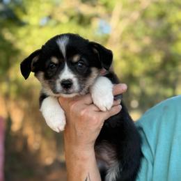 Sister - Black and white female American Corgi puppy in Nashville, Arkansas from Whisenhunt Farms