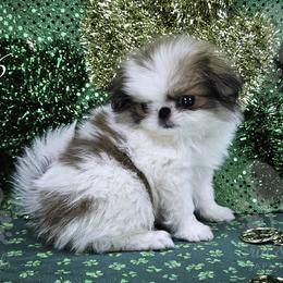 Joe (Larry) - Sable and white male Japanese Chin puppy in Johnson City, Tennessee from Erin & Friends Japanese Chin