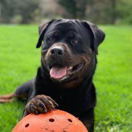 Rottweilers from Wellslands Rottweilers