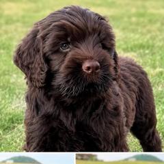 Yellow - Chocolate male Australian Labradoodle puppy in Hartshorne, Oklahoma from Jena Edmond