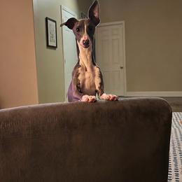 Italian Greyhound puppies from Concordia