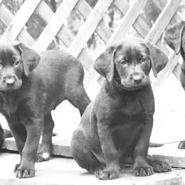 Labrador Retriever Puppies from Valedictorian Retrievers