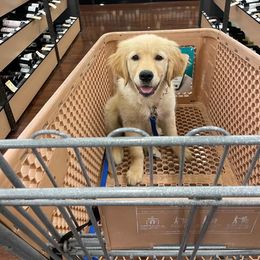 Golden Retriever Puppies from Goldens of Hope