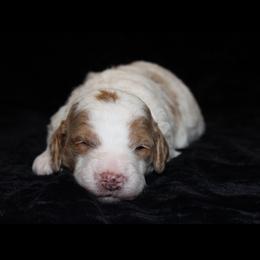 Walter - Parti male Poodle puppy in Somerset, Ohio from Odyssey Pups