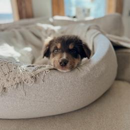 Fig - Red tri-color male Australian Shepherd puppy in Midvale, Idaho from Canyon River Aussies