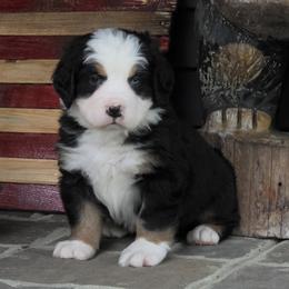 Blue - Black tan and white male Bernese Mountain Dog puppy in Gaffney, South Carolina from Circle D Farms