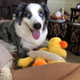 Australian Shepherd and Chihuahua All Grown Up from RockyTop Hearts