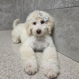 Lady Paige Celestine Pupperton - Cream female Poodle puppy in Midlothian, Texas from Pristine Puppies & Signature Studs