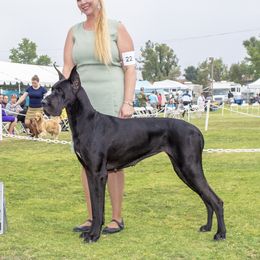 Amelia - Great Dane