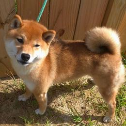 Iki - Shiba Inu