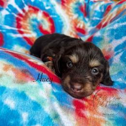 Huey - Chocolate and cream male Dachshund puppy in Gray, Louisiana from EB's Cajun Lil' Doxies