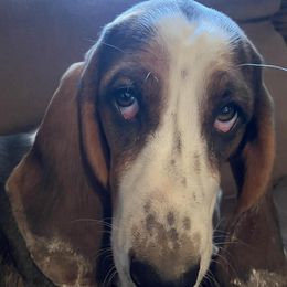 Basset Hounds from Low and Slow Bassets of Arizona