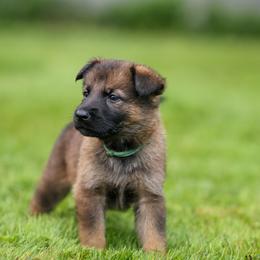 Light Blue Collar - Sable female German Shepherd puppy in Prospect, Connecticut from Di Massimo Canile